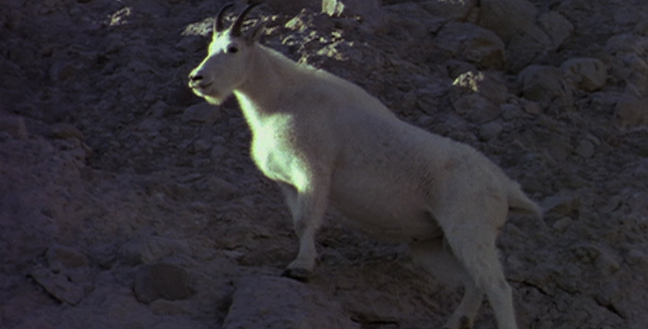 Mountain Goat on a Steep Slope 2