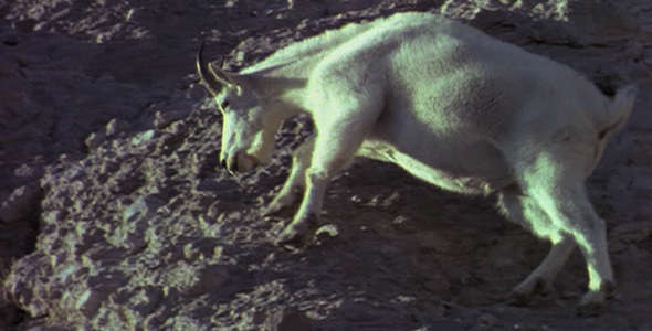 White Billy Goat