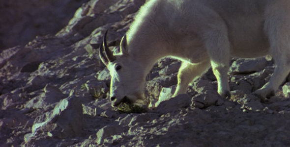 White Billy Goat 2