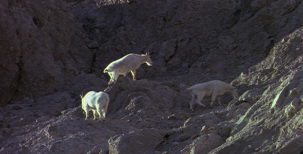 Herd of Mountain Goats