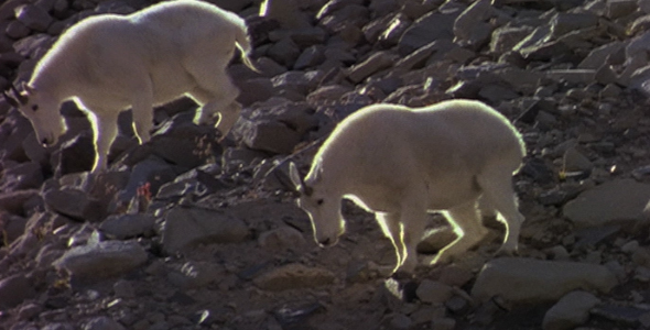 Billy Goats Walking Down a Mountain