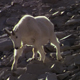 Billy Goat Walking Down a Mountain - VideoHive Item for Sale