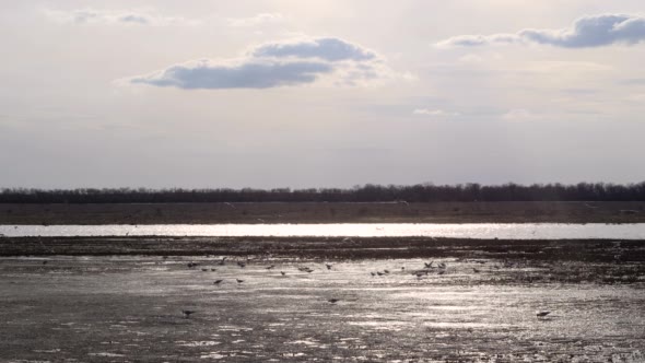 Lake With Seagulls in the Early Spring,Sunny