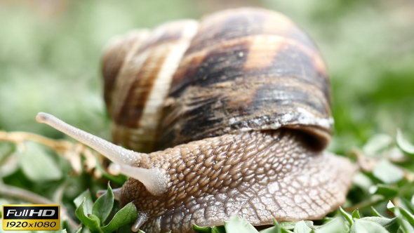 Snails In Grass