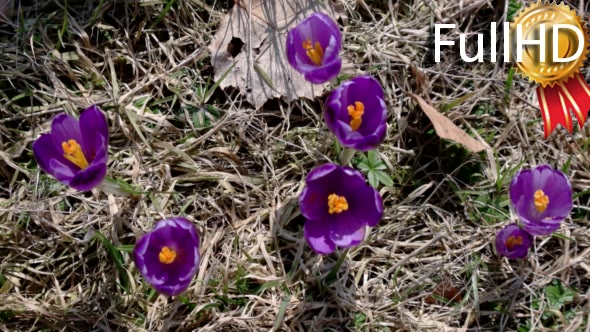 Closeup of a Group of Violet Blossoms of Crocus