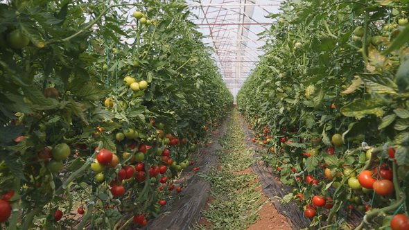 Tomato Growing in Greenhouse 8