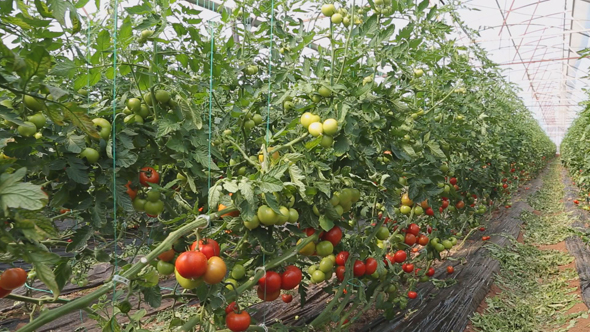 Tomato Growing in Greenhouse 9