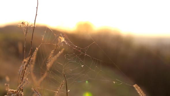 Grass with Cobwebs at Sunset