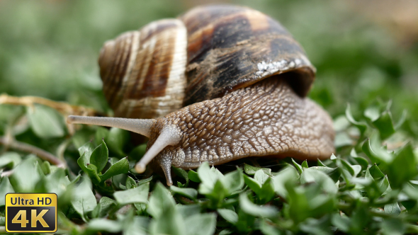 Snail In The Grass