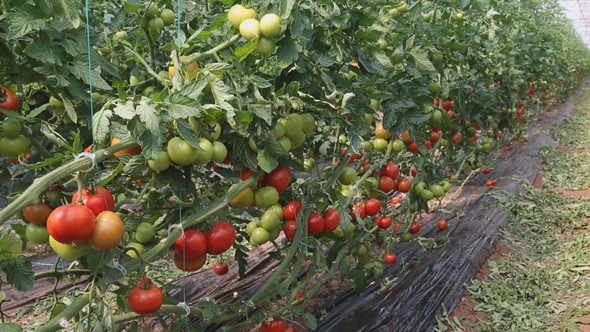 Tomato Growing in Greenhouse 10