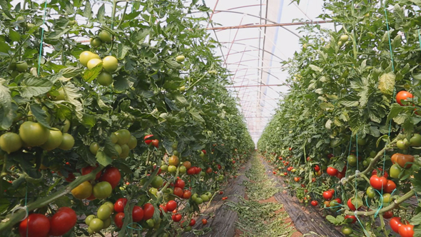 Tomato Growing in Greenhouse 11