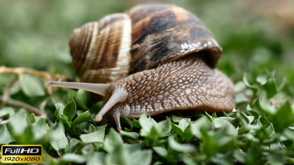 Snail In The Grass