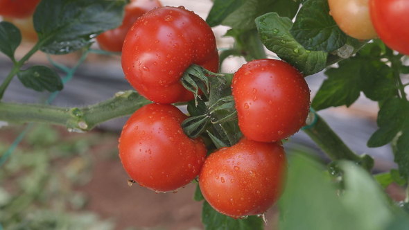 Tomatoes on the Plant