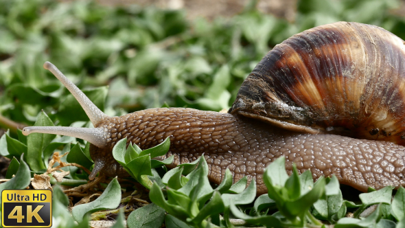 Snail in the Grass - 2