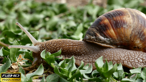 Snail in the Grass - 2 