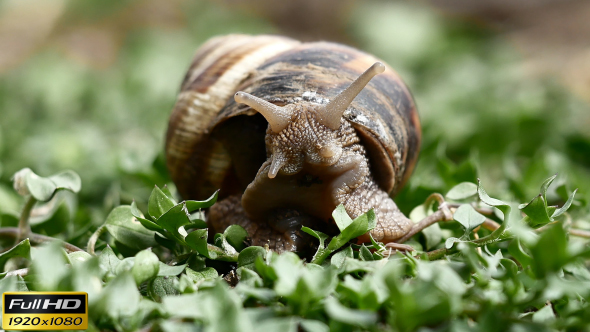 Snail in the Grass - 3 