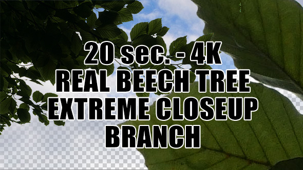 Real Beech Tree Extreme Closeup Branch