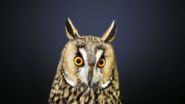  Portrait Of Young Long-Eared Owl 