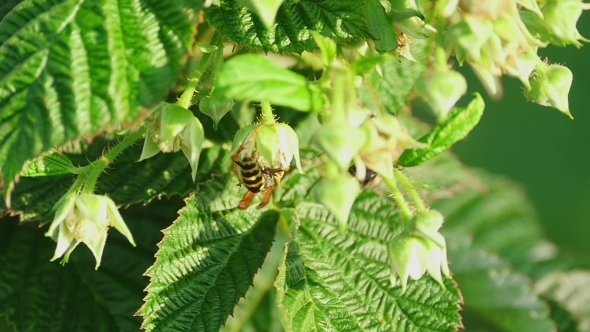 Common Wasp ( Vespula Vulgaris)