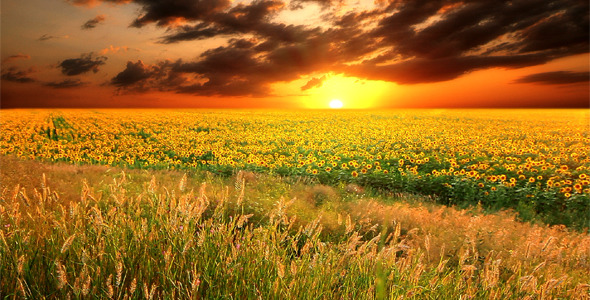 Flowering Sunflowers alt