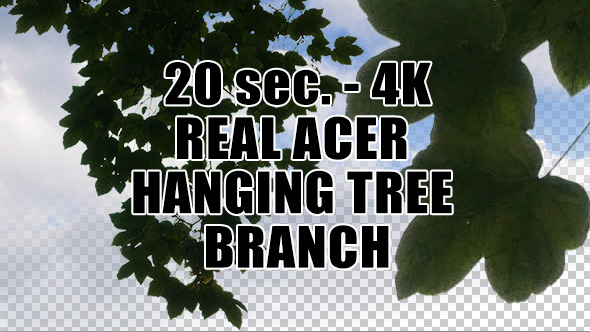 Real Acer Tree Hanging Branch