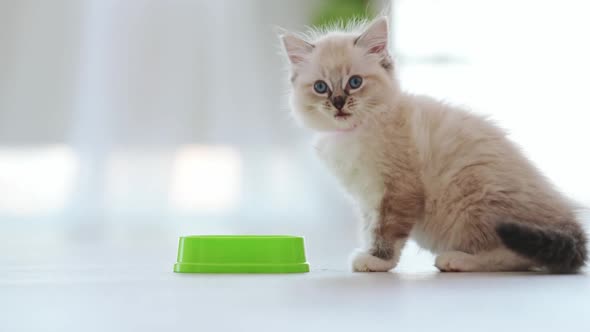 Ragdoll Kitten at Home