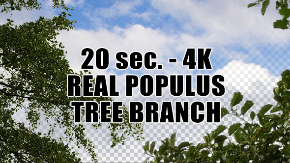 Real Populus Tree Branch with Alpha Channel