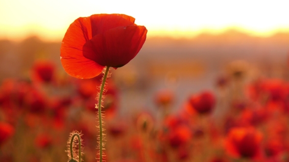  Red Poppies In The Field