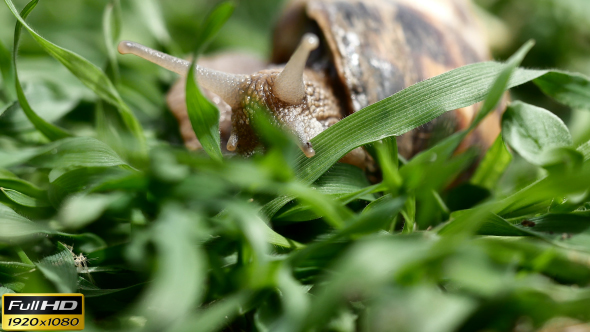 Snail in the Grass - 5