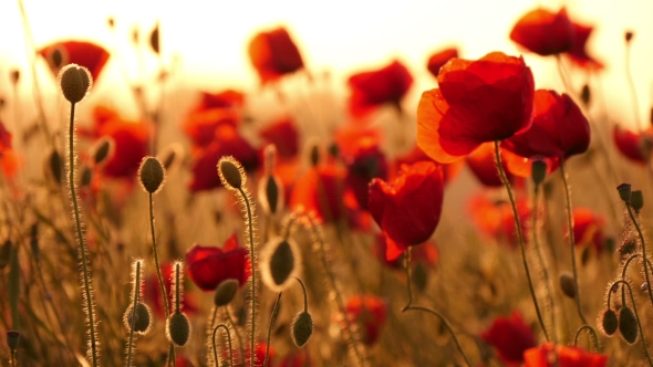  Red Poppies In The Field