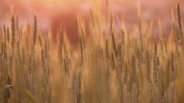 Spikelets Of Wheat At Sunset