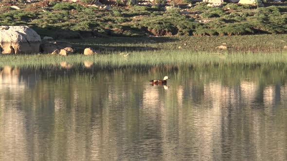 A Single Wild Shelduck Swimming in Lake