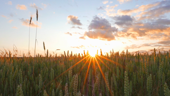 Wheat Field and Sunset