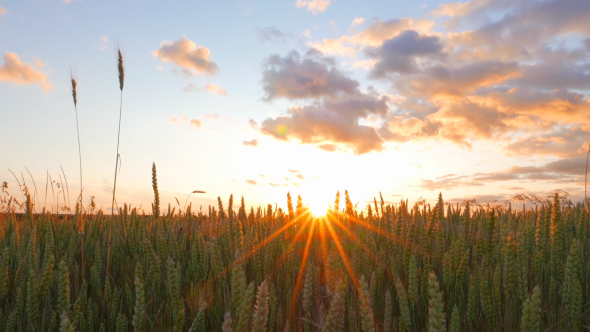 Wheat Field and Sunset