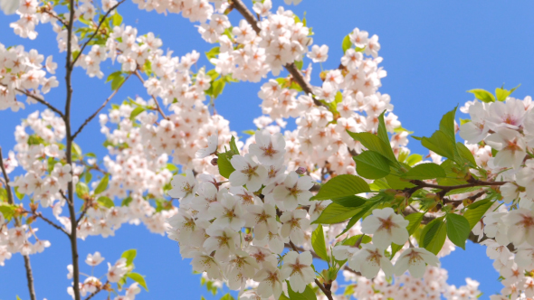 Flowers of Japanese Sakura Against the Blue Sky