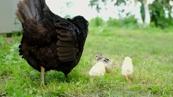 Close Up of a Mother Chicken with Her Baby Chickens in the Grass