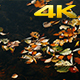 Colourful Autumn Leaves on Lake Surface 4K - VideoHive Item for Sale