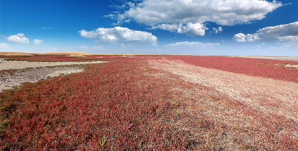 Steppe Landscape