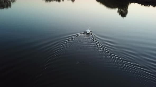 A solitary swan floats in the lake