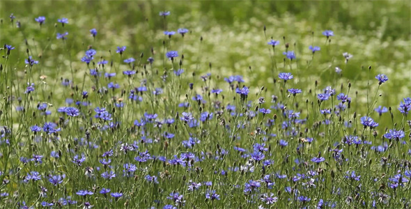 Cornflowers