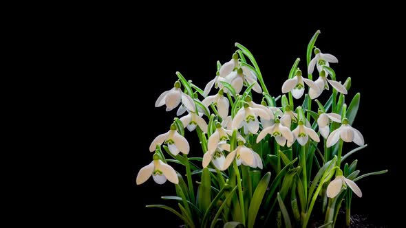 Snowdrops Flowers Background Bloom Spring