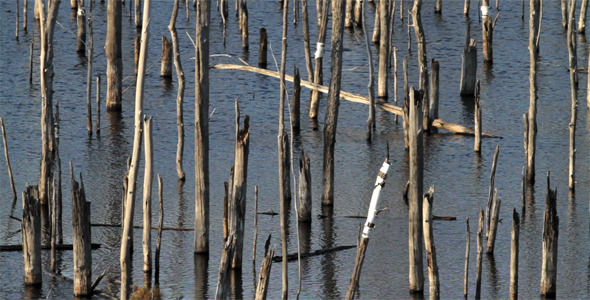  Dead Forest