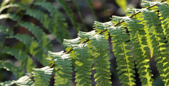 Branch of a Fern