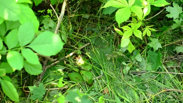 Adult Hedgehog Walks In a Forest Through Lush Green Vegetation