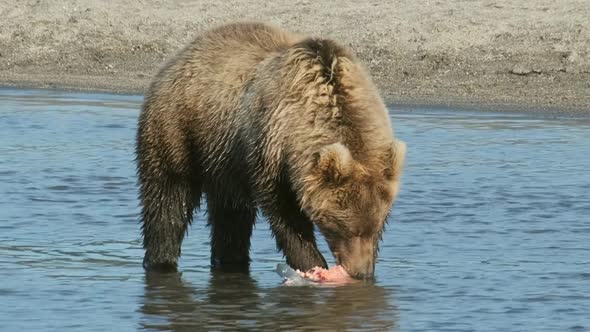 Brown Bear Eating Salmon