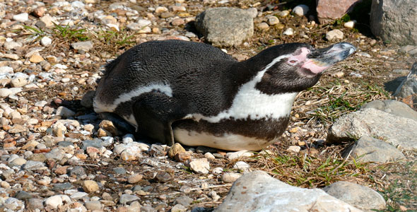 Penguin