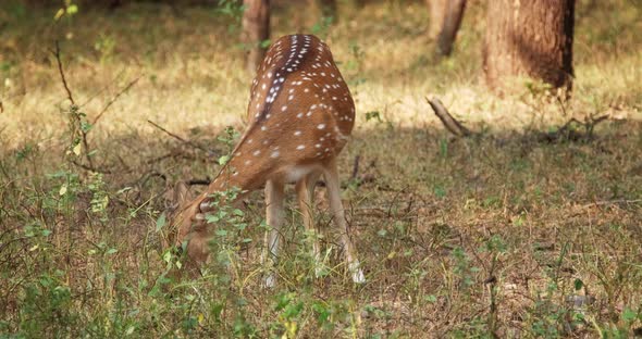 Beautiful Female Chital or Spotted Deer Grazing in Ranthambore National Park, Rajasthan, India