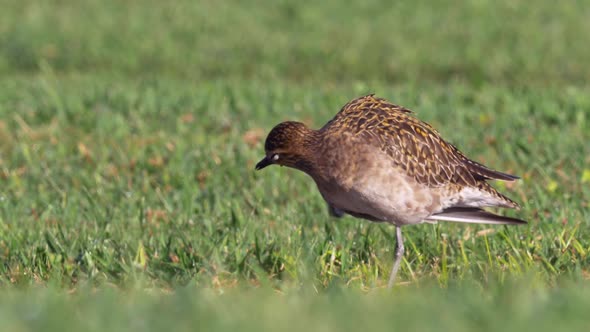 Pacific Golden Plover or Kolea, Hawaii, Non-breeding plumage, Close Up