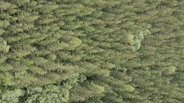 Vertical Video Aerial View of Trees in the Forest