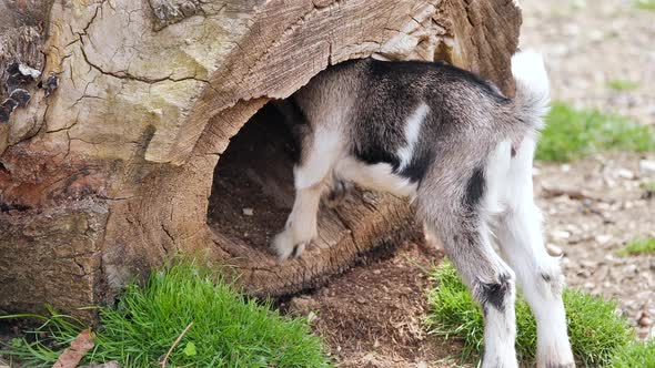 young goat explores a hollow tree trunk.